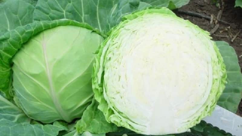 Varieties and types of cabbage with photos and descriptions