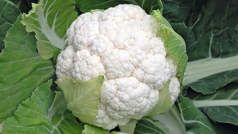 Why do black spots appear on cauliflower and is it safe to eat?