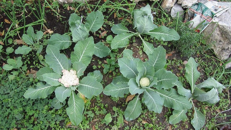 What is the best way to plant cauliflower: seedling and non-seedling methods