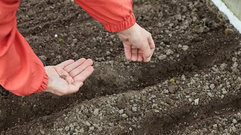 What is the best way to plant cauliflower: seedling and non-seedling methods
