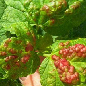 How and with what to spray currants in the spring against pests and diseases