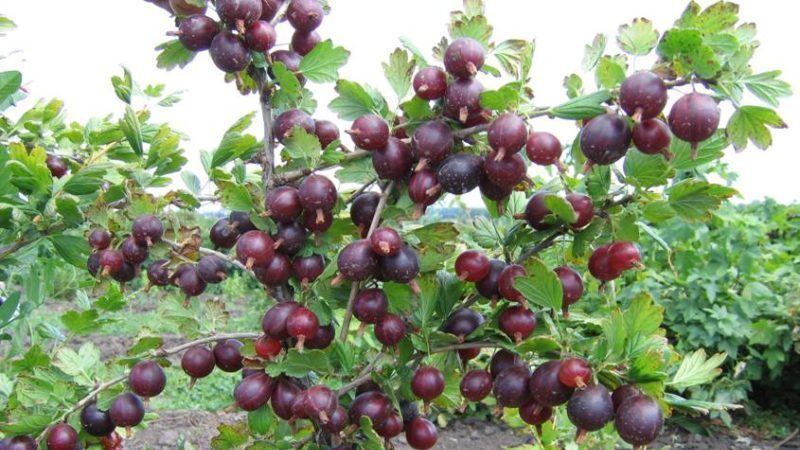 Mid-late thornless gooseberry variety Grushenka