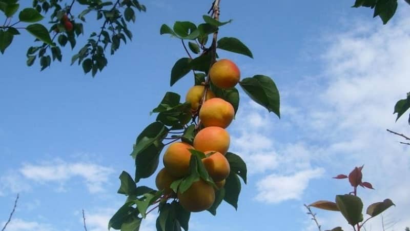 Apricot Sibiryak Baikalova: variety description, cultivation features, reviews