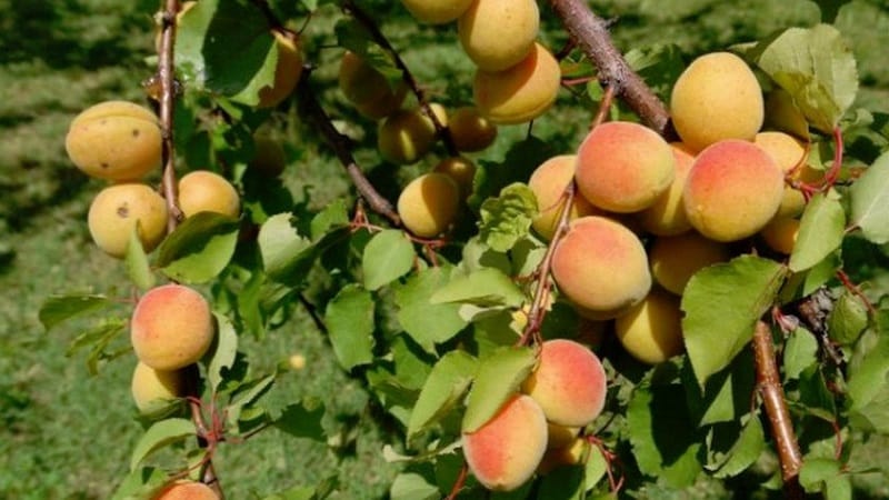 Apricot Sibiryak Baikalova: variety description, cultivation features, reviews