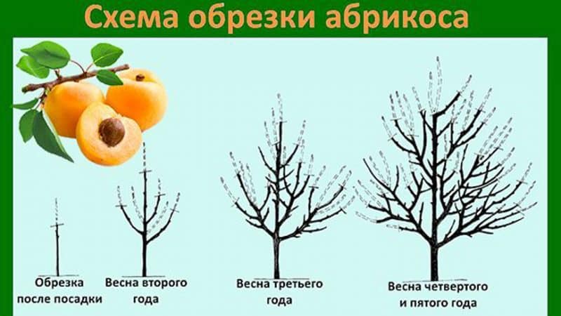 Apricot Sibiryak Baikalova: variety description, cultivation features, reviews