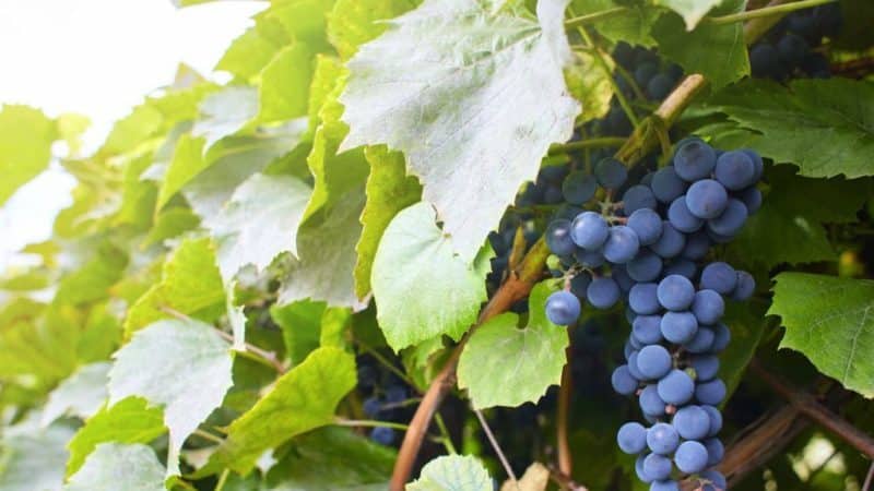 A selection of the best holistically sustainable grape varieties and recommendations for their selection