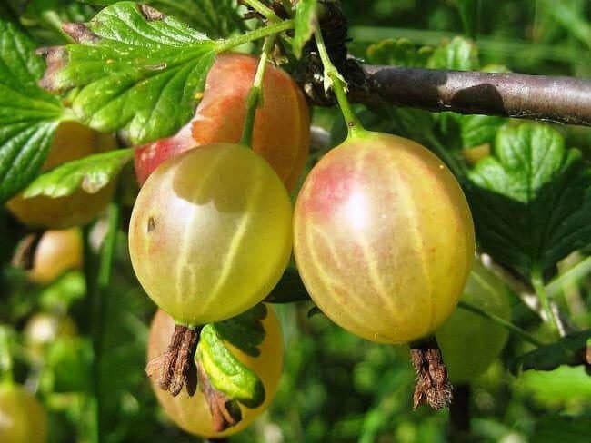 Persistent low-thorn gooseberry Altai numbered, guaranteeing a rich harvest of sweet berries