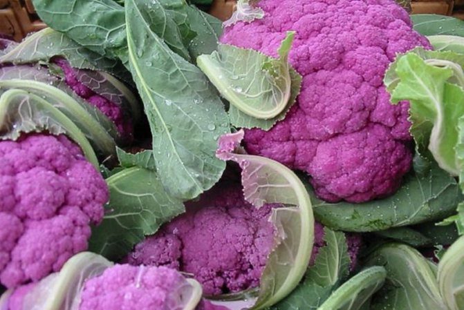 Purple cauliflower: description and photo