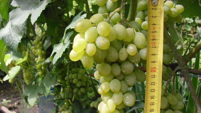 A selection of the best holistically sustainable grape varieties and recommendations for their selection