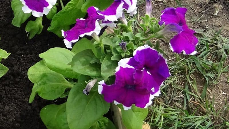 What are the benefits of petunia flowers and how to grow them correctly