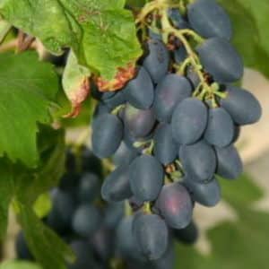 What properties should uncovered grape varieties have and which ones are considered the best?