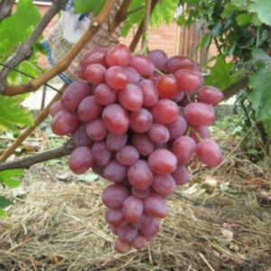 What properties should uncovered grape varieties have and which ones are considered the best?