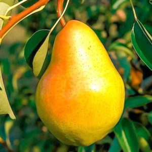The best self-fertile pear varieties: growing features