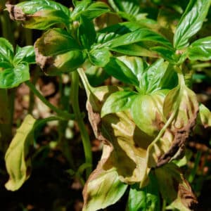 Step-by-step instructions for growing basil on the balcony from seeds