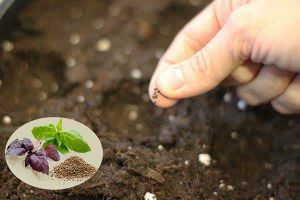 Step-by-step instructions for growing basil on the balcony from seeds