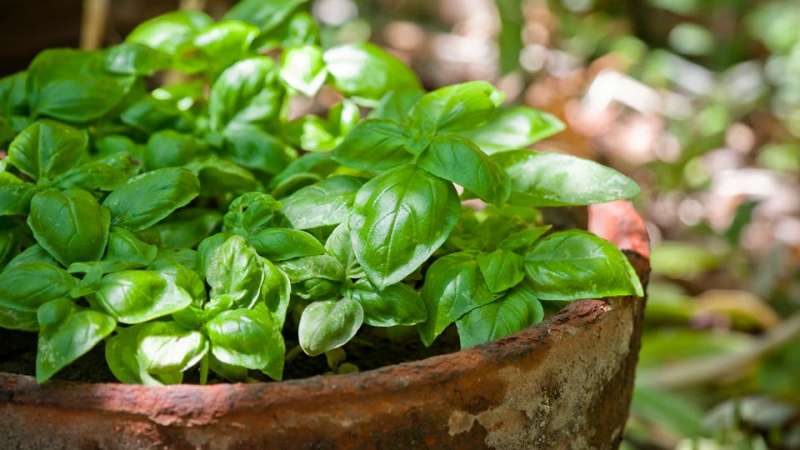 The difference between green and purple basil: benefits and harms, properties, applications