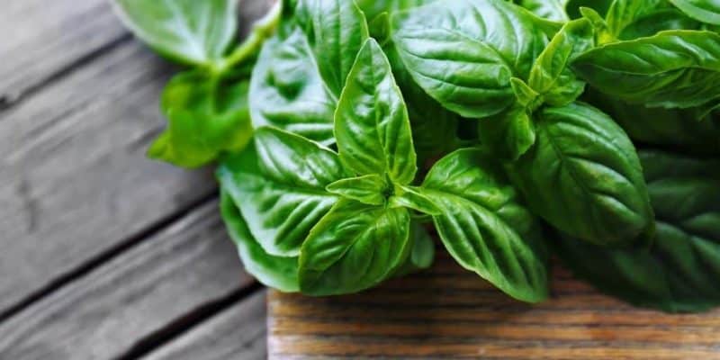 Is it possible to eat basil during pregnancy?