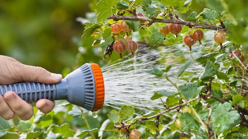How to treat gooseberries in spring and summer against diseases and pests