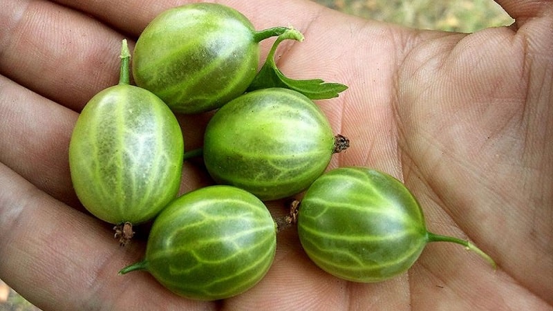 What are the benefits of gooseberries for women?