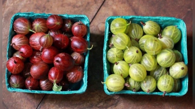 What are the benefits of gooseberries for women?