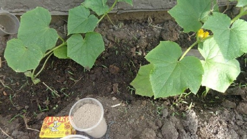 What are the benefits of fertilizing cucumbers in a greenhouse with yeast, how to prepare and use it correctly
