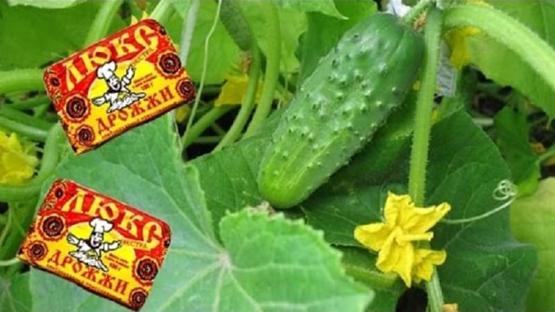 What are the benefits of fertilizing cucumbers in a greenhouse with yeast, how to prepare and use it correctly