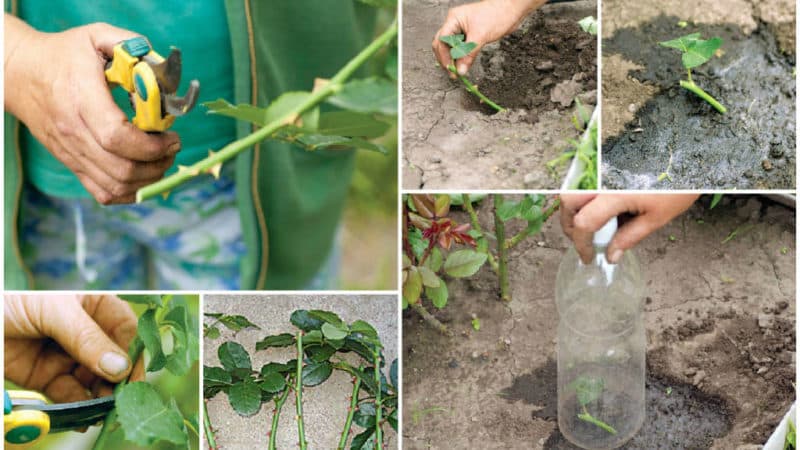 A guide to cutting roses in the fall at home for beginning gardeners