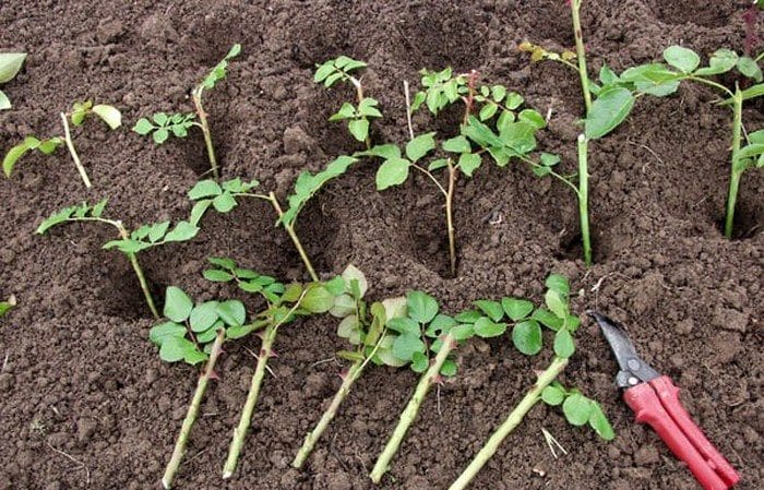 A guide to cutting roses in the fall at home for beginning gardeners
