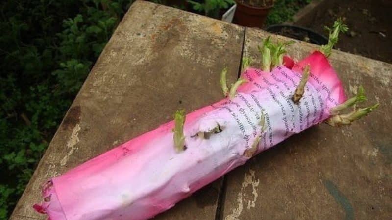 A guide to cutting roses in the fall at home for beginning gardeners