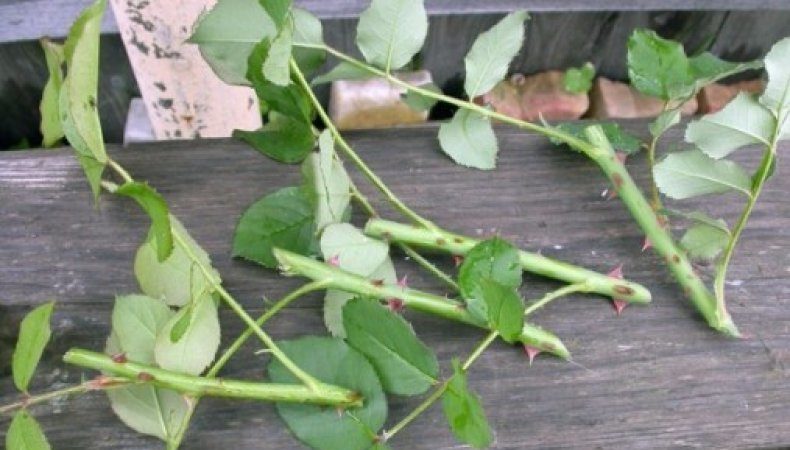 A guide to cutting roses in the fall at home for beginning gardeners