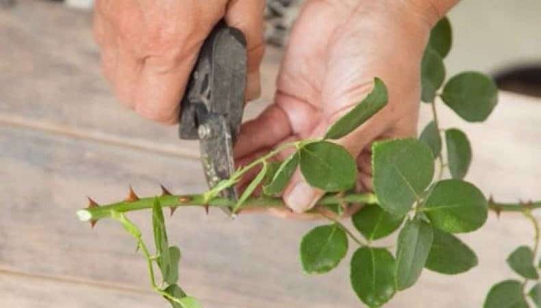 A guide to cutting roses in the fall at home for beginning gardeners