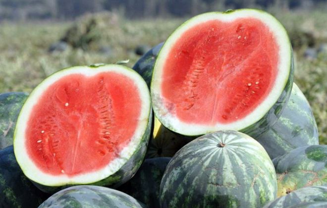 What is good about watermelon without seeds, what varieties are there and how to grow it