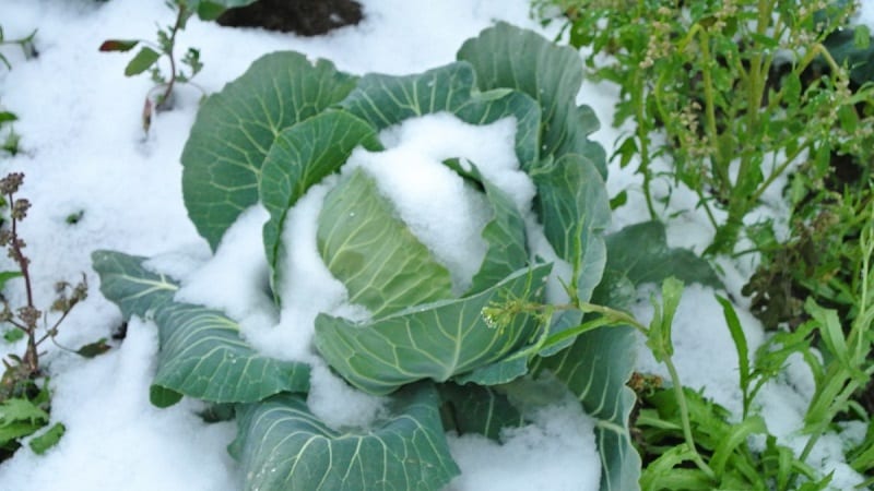 At what temperature does cabbage freeze?