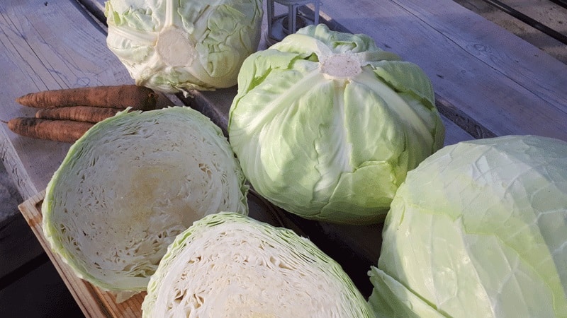 High-yielding universal cabbage variety Vyuga