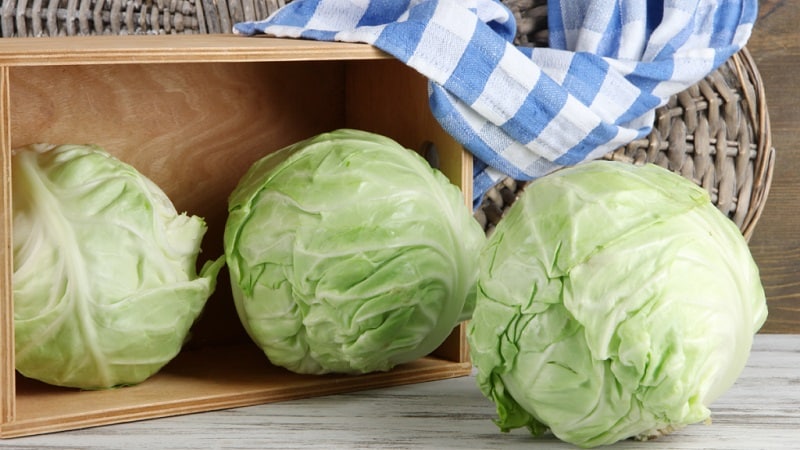 At what temperature does cabbage freeze?