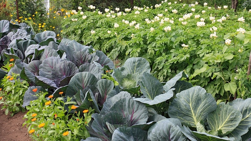 What can you plant after cabbage next year?