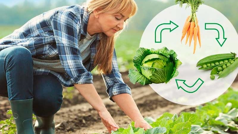 High-yielding universal cabbage variety Vyuga