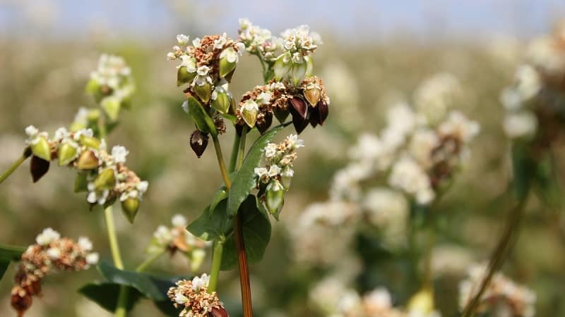 What is buckwheat - a cereal, cereal or grain?