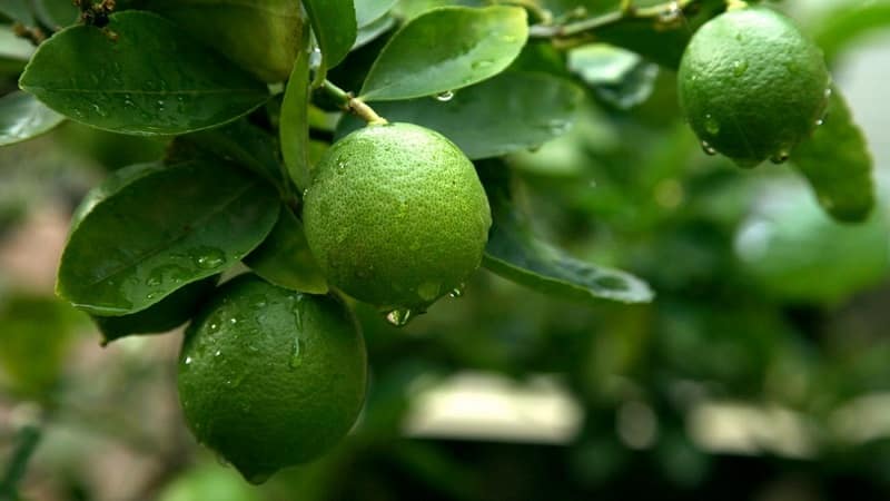 What is lime and how is it different from lemon?