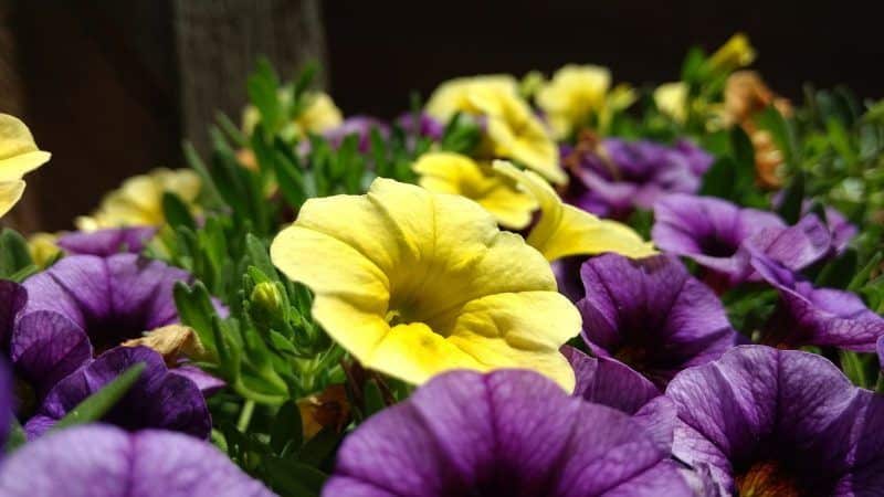What are the benefits of petunia flowers and how to grow them correctly