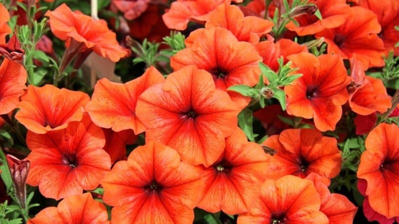 What are the benefits of petunia flowers and how to grow them correctly