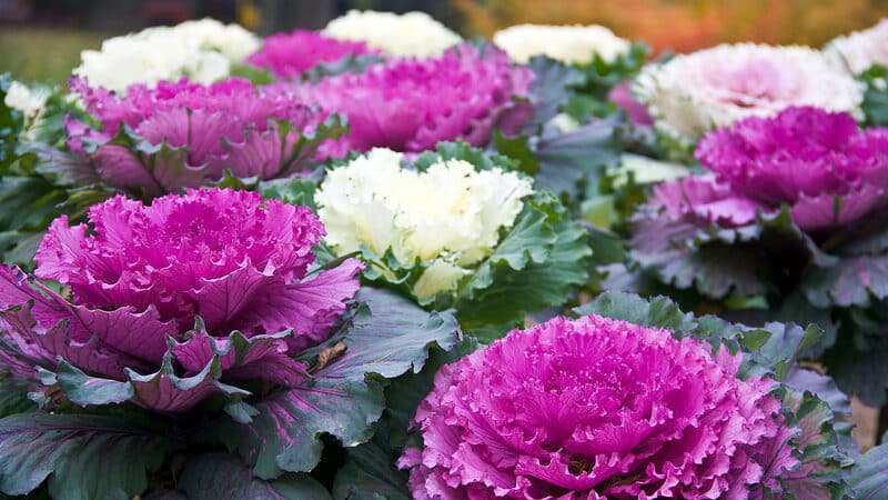 Ornamental cabbage: photo, planting, growing and care