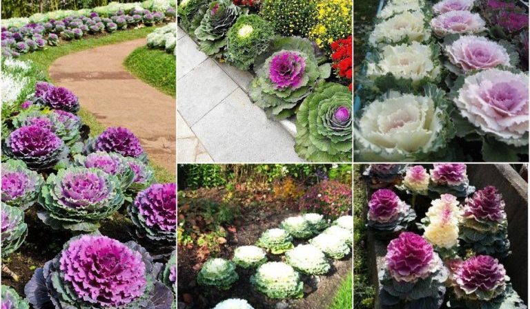 Ornamental cabbage: photo, planting, growing and care
