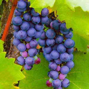 A selection of the best holistically sustainable grape varieties and recommendations for their selection