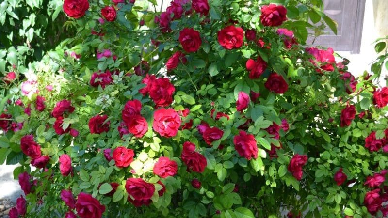 A guide to cutting roses in the fall at home for beginning gardeners