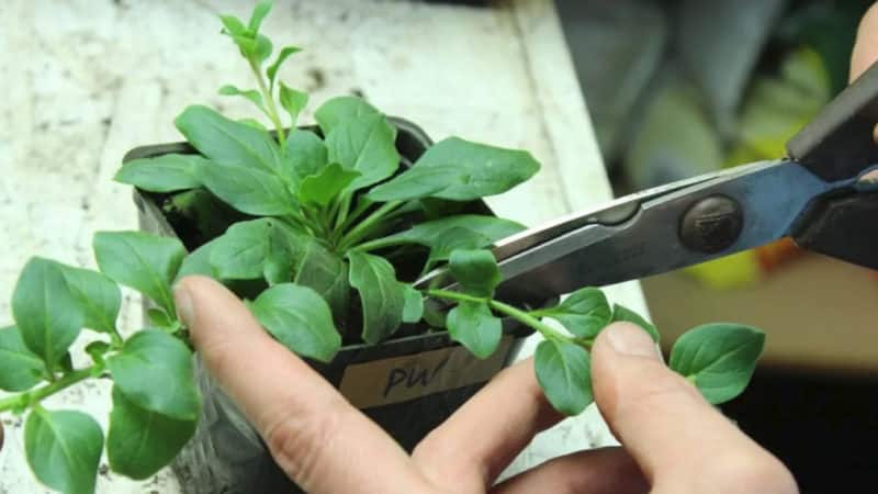 Review of popular varieties of petunia from the Opera series and their characteristics