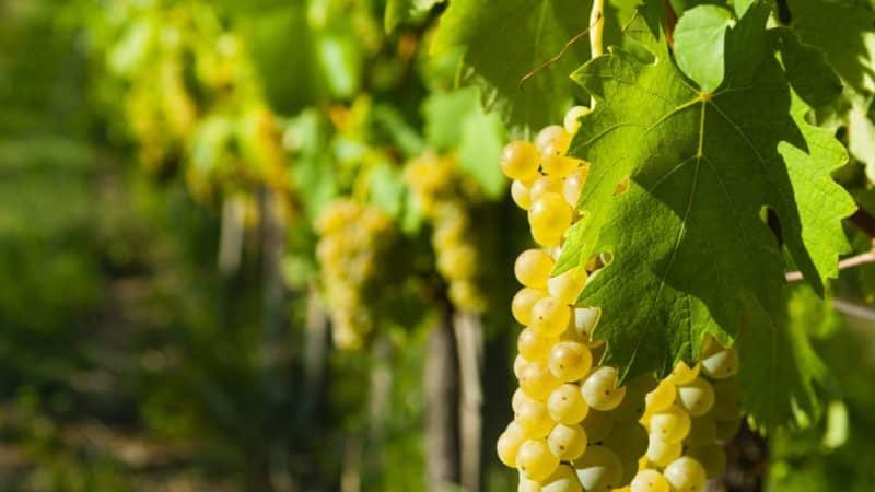 What properties should uncovered grape varieties have and which ones are considered the best?