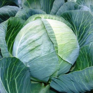 Late-ripening cabbage hybrid Kolobok f1 for winter storage