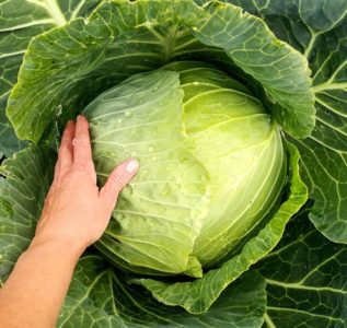 High-yielding mid-late cabbage hybrid Megaton f1 with good keeping quality