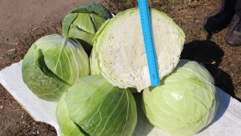 High-yielding mid-late cabbage hybrid Megaton f1 with good keeping quality